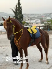  2 مهر عربي للبيع