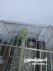  2 ببغاء الدره