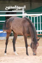  8 Very beautiful stallion  playfull and friendly .