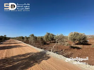  3 نمر_أراضي_زيتون  مثمرة ومعمّرة في أرقى مواقع دير غزالة  جنين