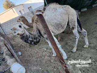  2 قعدان للبيع عمر سنة ما شاء الله