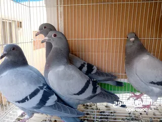  26 زاجل سباق أجواز منتجة وطبات جاهزة أبطال الابطالTob طيور نخبة تصليح وفوز من هواه أبطال المملكة للزاجل
