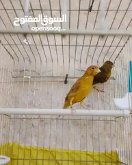  2 فحلين اول خيرهم مزابن واحد نحاسي واحد ذهبي