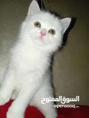  7 قط  و قطه هملايا شوكلت و قطتين  كتنز كتن بيبي  3 شهور  ابيض ناصع و عيون زرق  القط رغدول البيور الضخم