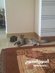  5 قط شيرازي صغير