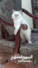  1 انثى شيراز هملايا عمر شهرين وذكر هملايا اورانج عمر 3شهور
