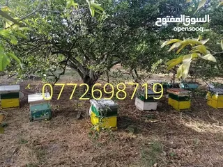  6 عسل طبيعي بلدي اصلي مضمون ومكفول من مناحلنا ان شاء الله