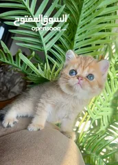  1 Scottish girl Registered & imported parents from Russia