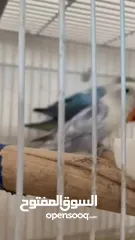  3 جوز فيشر بار بلو مع فراخ