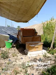  3 نحل بحالة ممتازة للبيع بسعر حرق ....