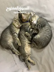  9 قطط صغيرة / kittens قطط منزلية