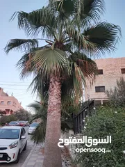  3 نخيل للبيع