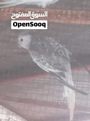  1 للبيع كوكتيل ذكر مفحوص العمر 5 شهور