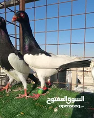  1 سلافر قصه فحل وفراخو