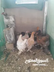  6 دجاج براهمي وحمام هزاز