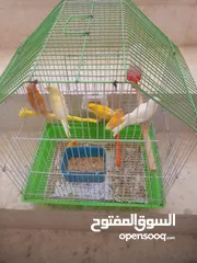  1 طواير كنارات