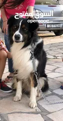  16 Border collie لاول مرة في الاردن
