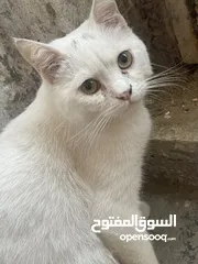  2 قط شيرازي للبيع