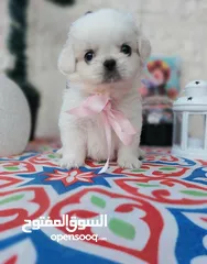  3 مني بيكنواه Xs الحجم القصير بيور