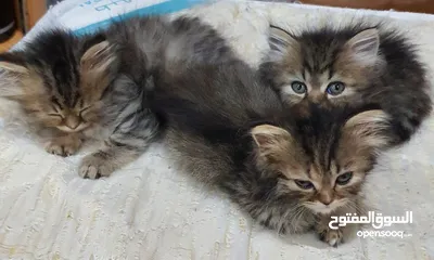  2 Cat with 6 Kittens are availabe for Adoption