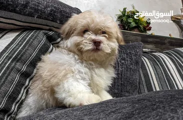  2 جراوي شيتزو - Shitzu puppies