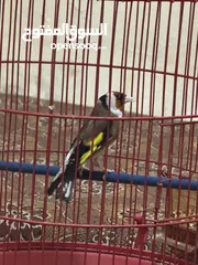  6 للبيع طائر حسون كبيس ولغه