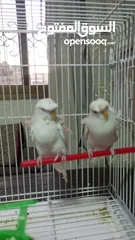  3 جوزين لاسونج البينو عين حمره زي الدم مستوى عالي وردات وكرست جوزين صحه ونظافة  بسعر مناسب