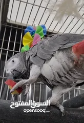  2 African Grey Parrots