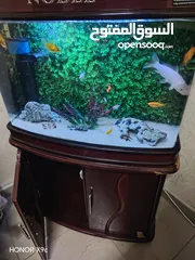 1 حوض سمك اوروبي نوع Noble  80*60