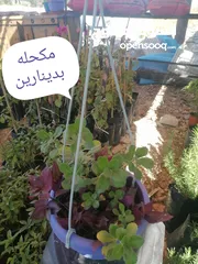 25 اشتال للبيع يتوفر اشتال منوعه وجميله