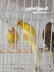  7 أربع حبات بناديك جنوبي عمر ثلاث شهور للتواصل زرقاء جبل طارق