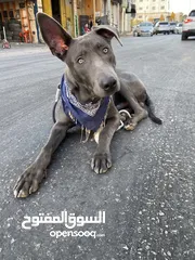  1 كلب ملينو عمر 5شهور للبدل عل كلب  بوبي