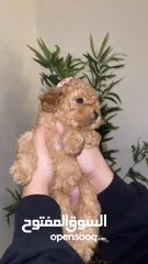  1 for sale toy poodle