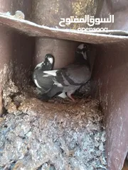  7 زغاليل حجم كبير