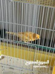  2 ذكر كنار تغريد ناااااارر