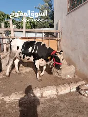  2 بكيره مسكره عشار 7 شهور نخب اول كفاله من كل شي  لواء الكوره كفرراكب