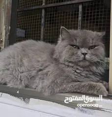  5 قطة سكوتش فولد لون سكني الاسم لوسي