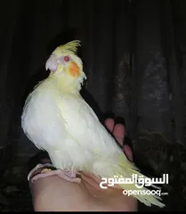  1 فراخ كوكتيل للزق اليدوي