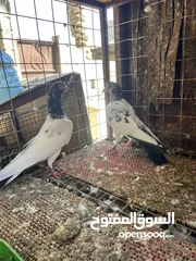  2 طيور زوجين للبيع بسعر جميل