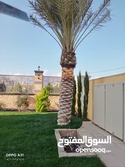  22 فني أشجار النخيل