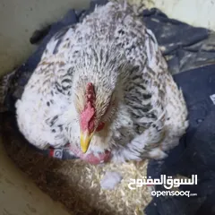  1 دجاجة عرب كافه