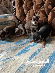  6 Chihuahua puppies