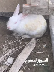  2 بيع أرانب الواحد