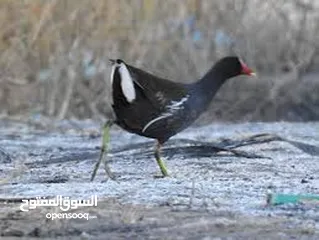  1 ‏سلام عليكم مطلوب دجاج الماء