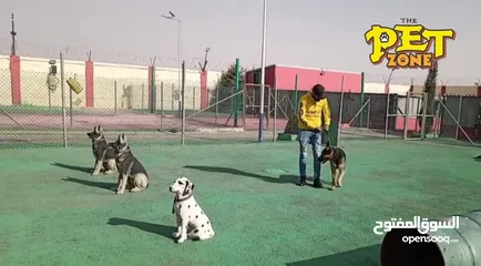 7 تحميم كلاب ....