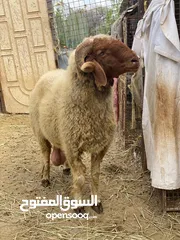  5 كبش نعيمي وجاعدة  اصل بيور