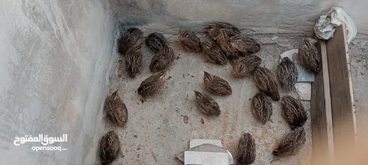  4 طيور فري  الجوز دينار ونصف