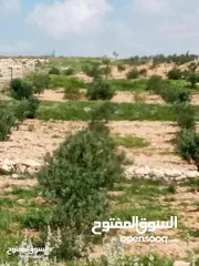 1 مزرعة 6 دونومات في محافظة مادبا غرب ماعين مطلة على البحر الميت وفلسطين الحبيبة