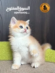  5 High-level British Shorthair kittens with pedigree