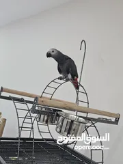  3 ببغاء الكاسكو(جاكو )